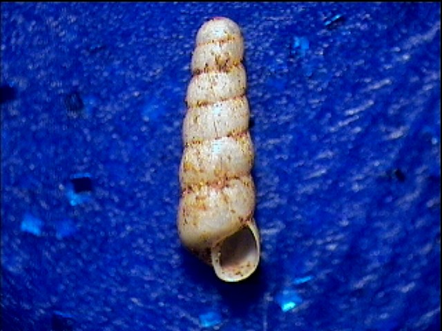 Platyla sardoa